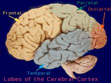 Brainstyles - Brain Image